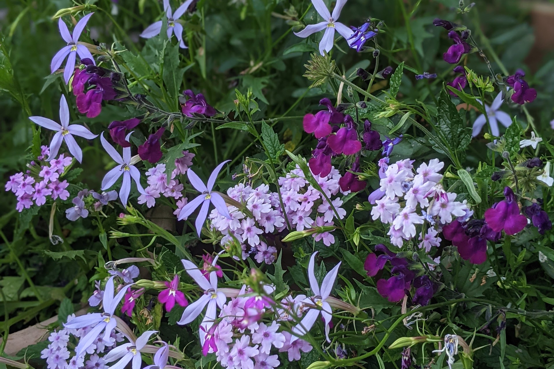 Planting combination - flowers in shades of purple