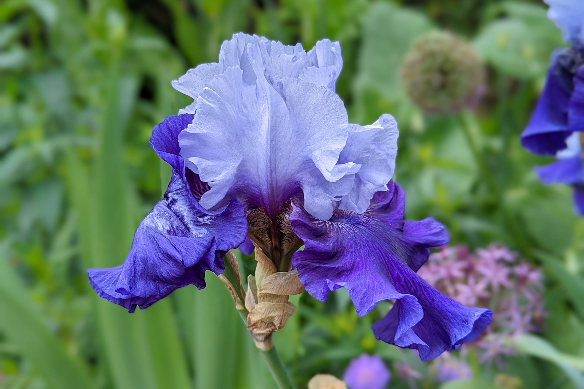 Bluey purple bearded iris