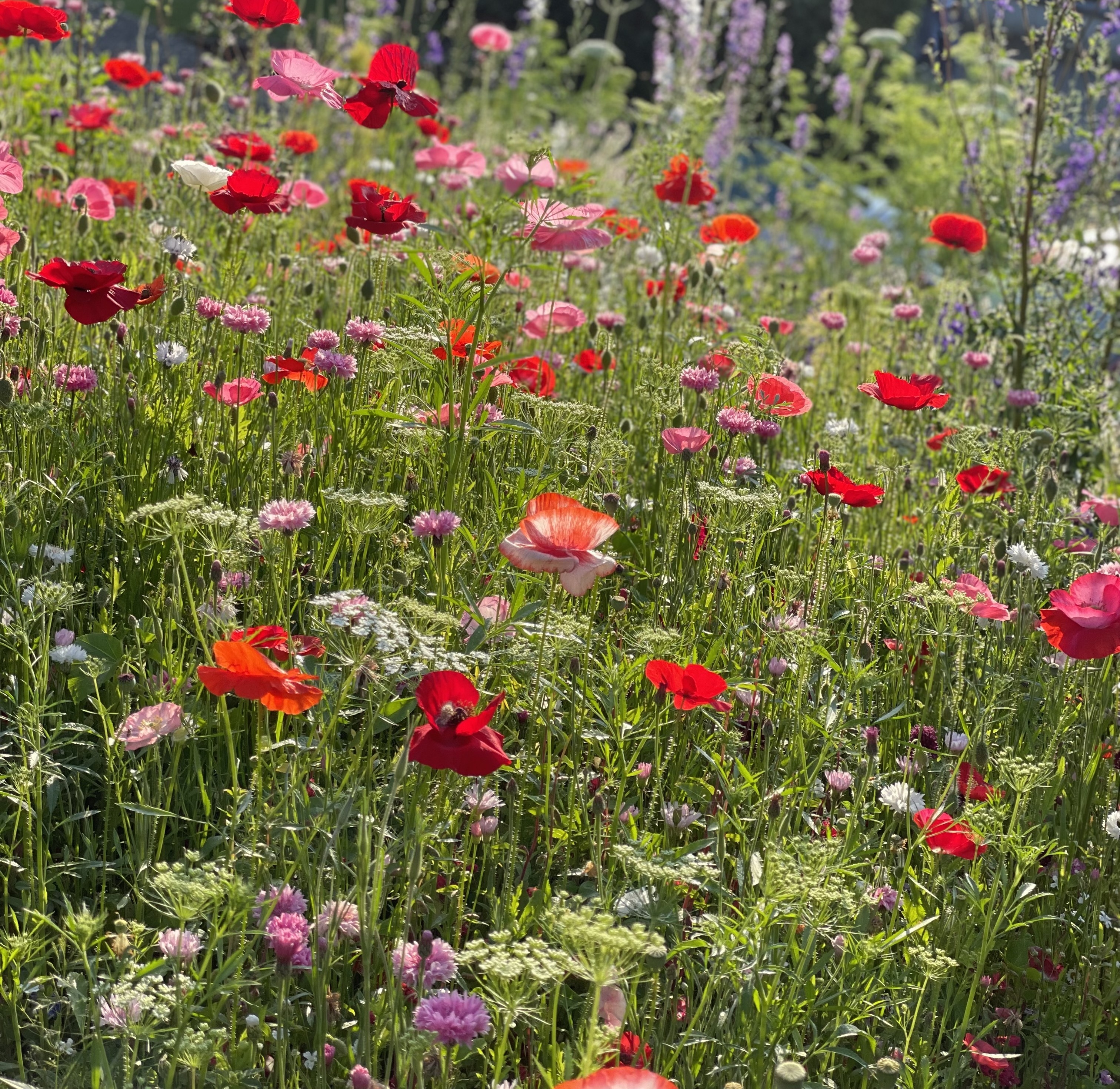 Meadow with predominently red a white flowers including poppies