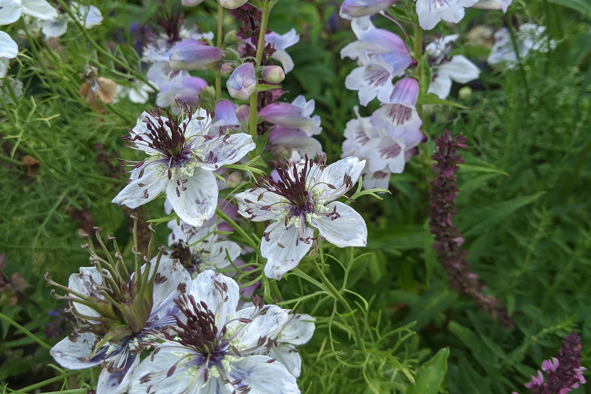 Planting combination including love in a mist / nigella